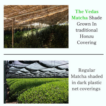 The Vedas Matcha | Premium Ceremonial Grade Matcha - Kagoshima Harvest - Authentic Japanese Green Tea Powder - First Flush Cerem