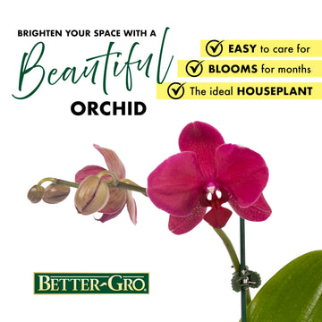 Better-Gro 19    Hanging Kokedama With Phalaenopsis Orchid - Indoor/Outdoor Planter- Pink