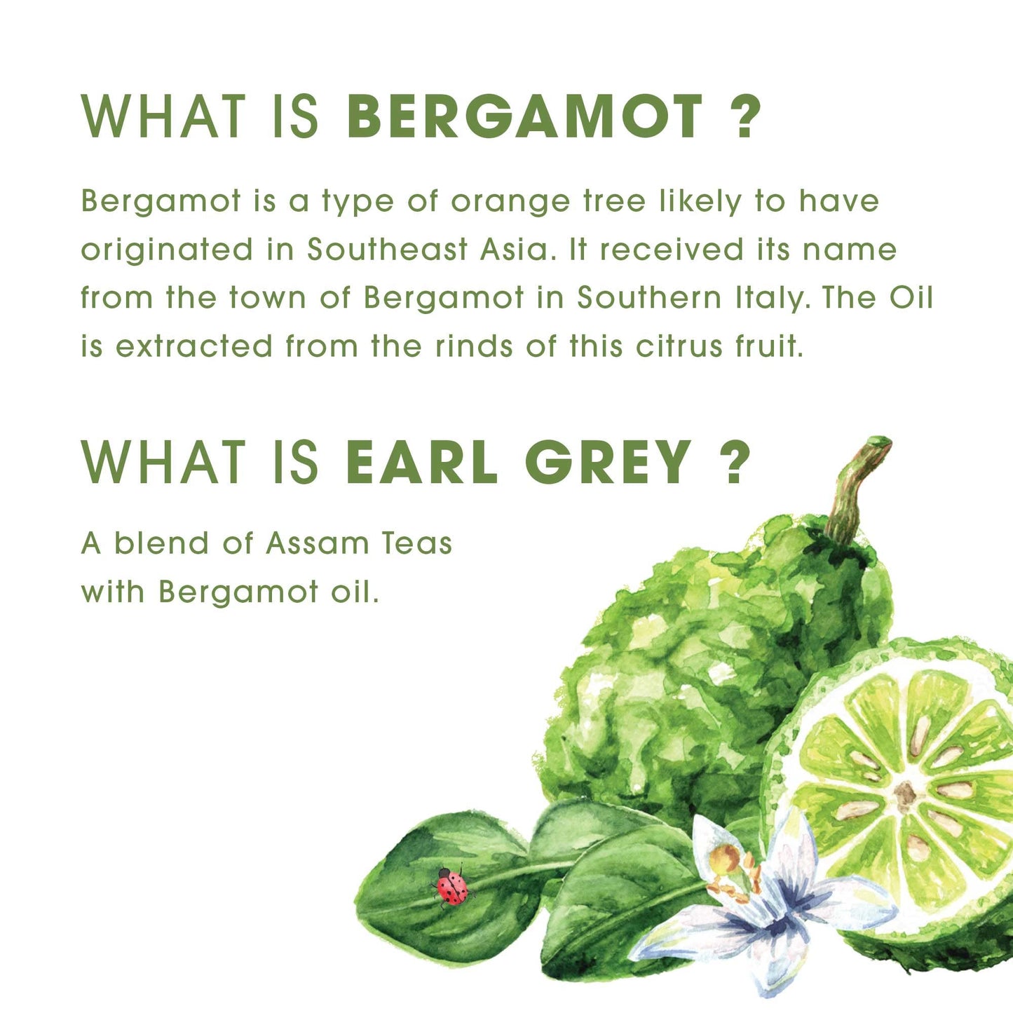 Teabox Premium Earl Grey Tea - Whole Leaf Black Tea with Bergamot - 25 Count - Earl Grey 25 Teabags