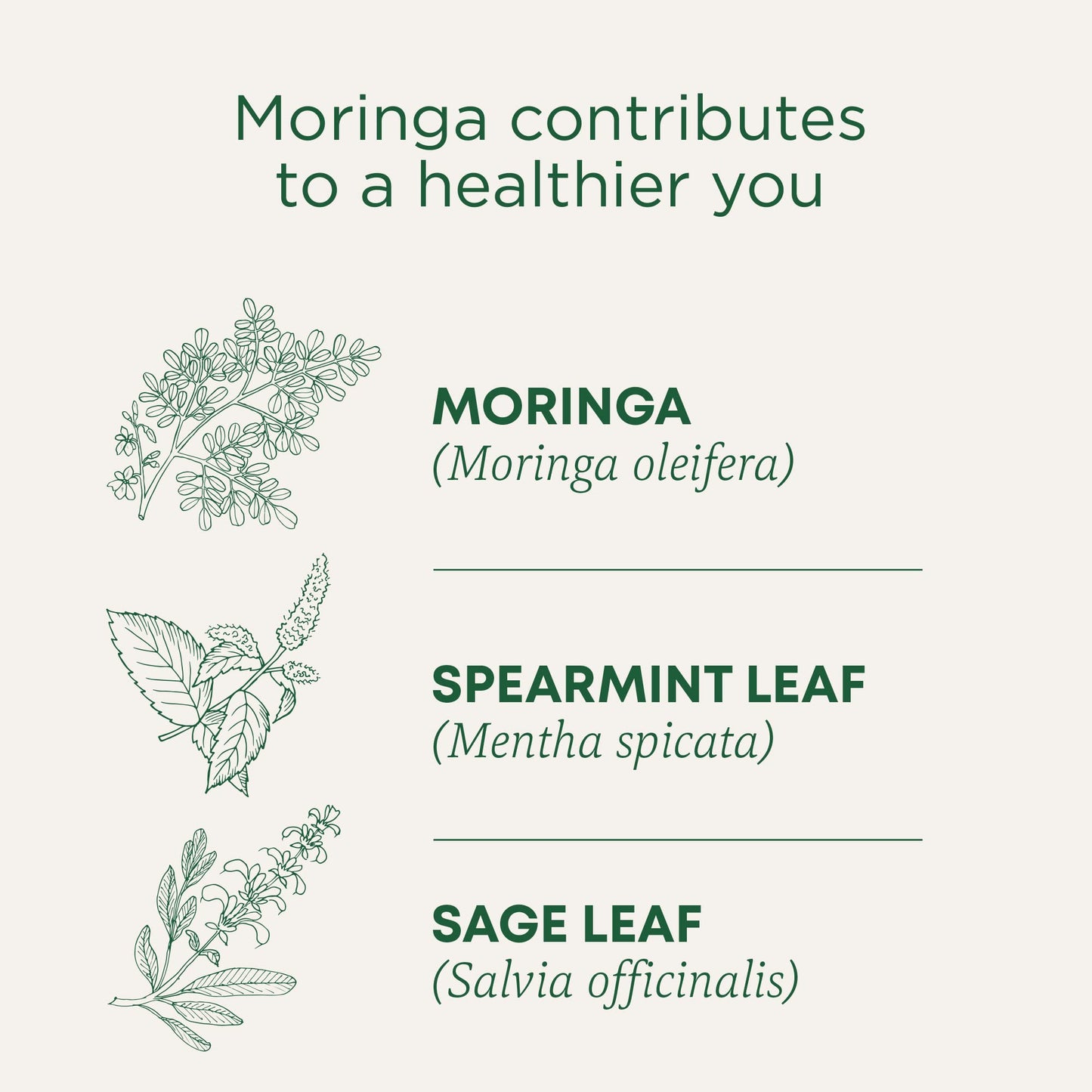 Traditional Medicinals Tea, Organic Moringa, Everyday Wellness, With Spearmint & Sage, 16 Tea Bags