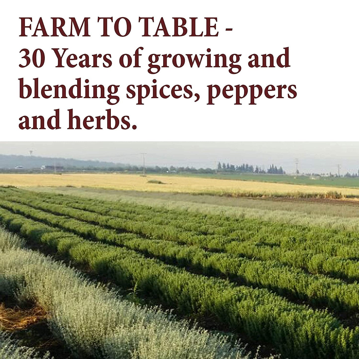 The Spice Way Cilantro Leaves - 1.25 Oz - All-Natural Dried Cilantro Leaf Flakes, Perfect For Adding A Burst Of Aroma And Taste