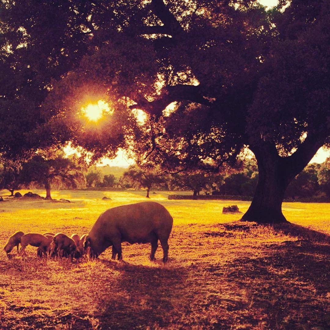 Cinco Jotas Paleta Iberico De Bellota - 2 Packs X 3 Oz Each - Sliced Ham Acorn Fed Premium Taste Pork Shoulder Bundle