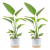 Costa Farms White Bird of Paradise Plant (2-Pack), Live Indoor Plants Houseplants in Indoors Planter Pots, Soil, Housewarming Gi
