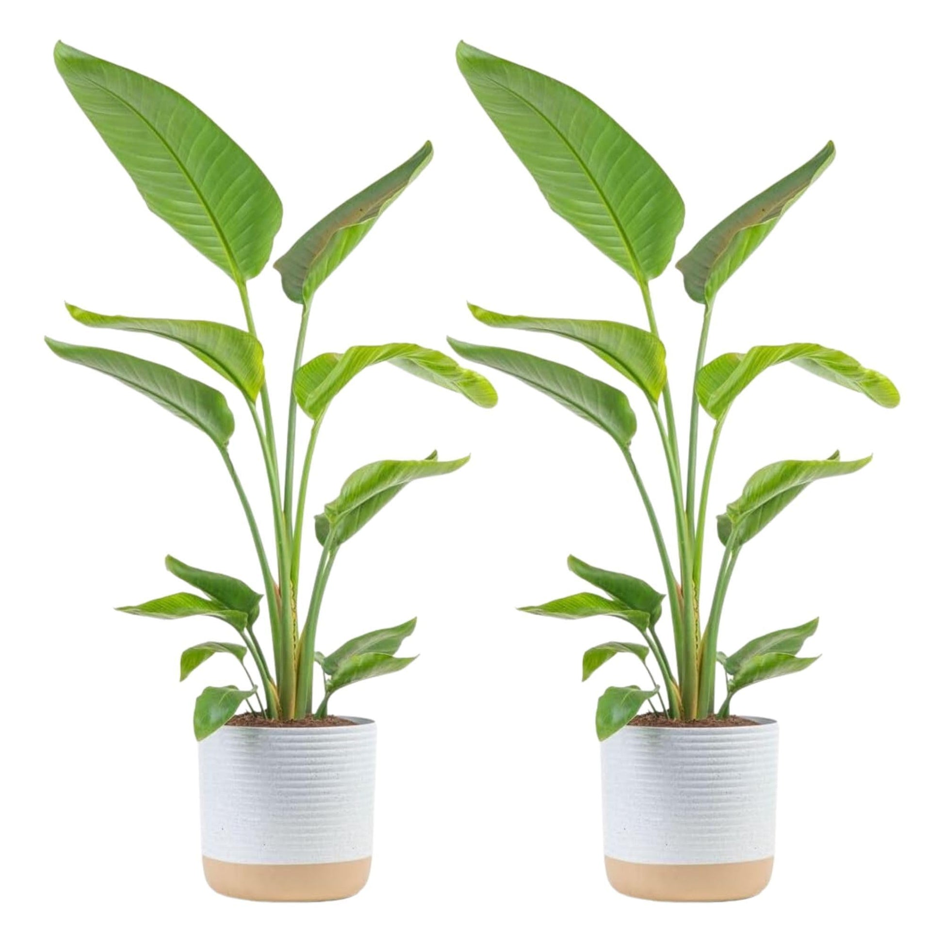 Costa Farms White Bird of Paradise Plant (2-Pack), Live Indoor Plants Houseplants in Indoors Planter Pots, Soil, Housewarming Gi
