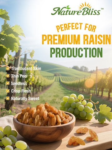 Naturebliss Premium Golden Raisins, Seedless Dried Fruit Snack, No Sugar Added, Non-GMO, 11 Ounce