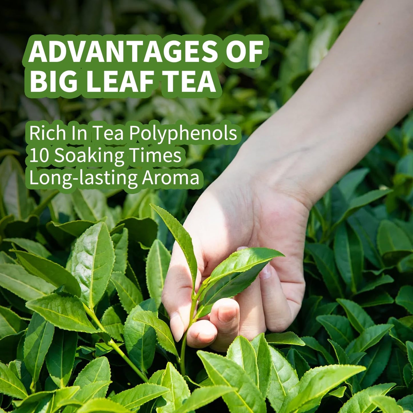 Khs Organic Ripe Pu Erh Tea Brick, 4.5 Oz Usda Certified Organic Puerh Tea Cake, No Dust Production Workshop, Aged Fermented Pu