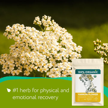 Yarrow Flower Tea Organic - Dried Yarrow Herb Loose Leaf - Herbal Tea To Support Cardiovascular Health, Immune Function & Relaxa