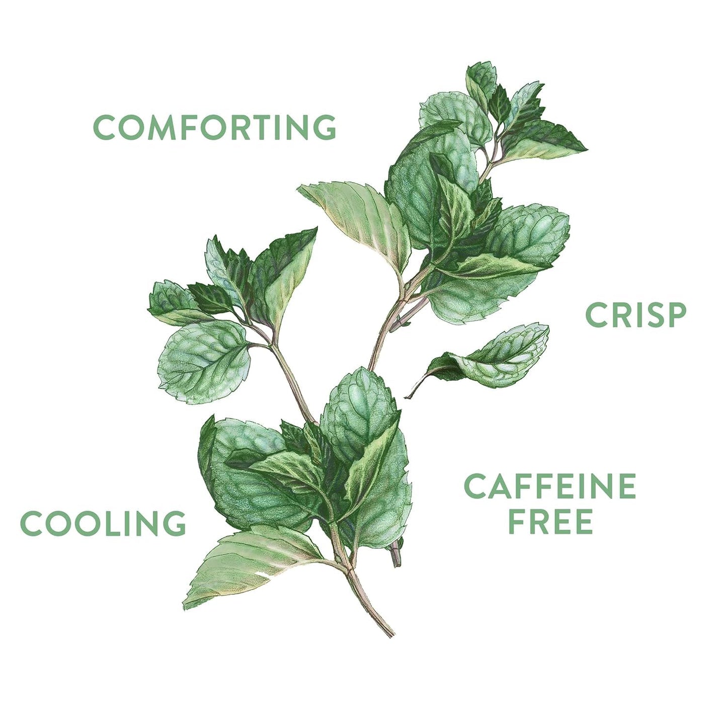 Choice Organic Teas Organic Peppermint Tea - Caffeine Free - 16 Herbal Tea Bags - 1 Pack - Compostable
