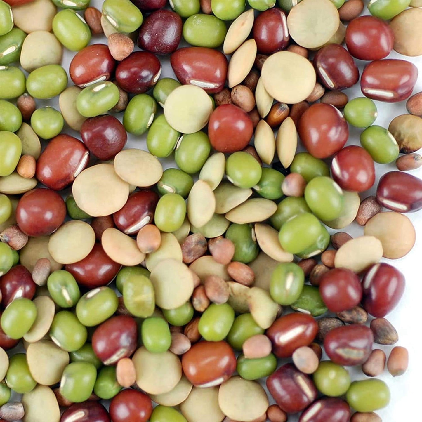 Bean Salad Sprouting Seed Mix- Organic- 1 Lbs- Mix Of Bean Sprout Seeds: Adzuki, Mung Bean, Green Lentil & Radish. For Sprouting