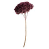 Vickerman Purple Orchid Hydrangea 15" Long Stem, Real Preserved Dried Floral Decor For Wedding, Home Or Everyday Arrangements