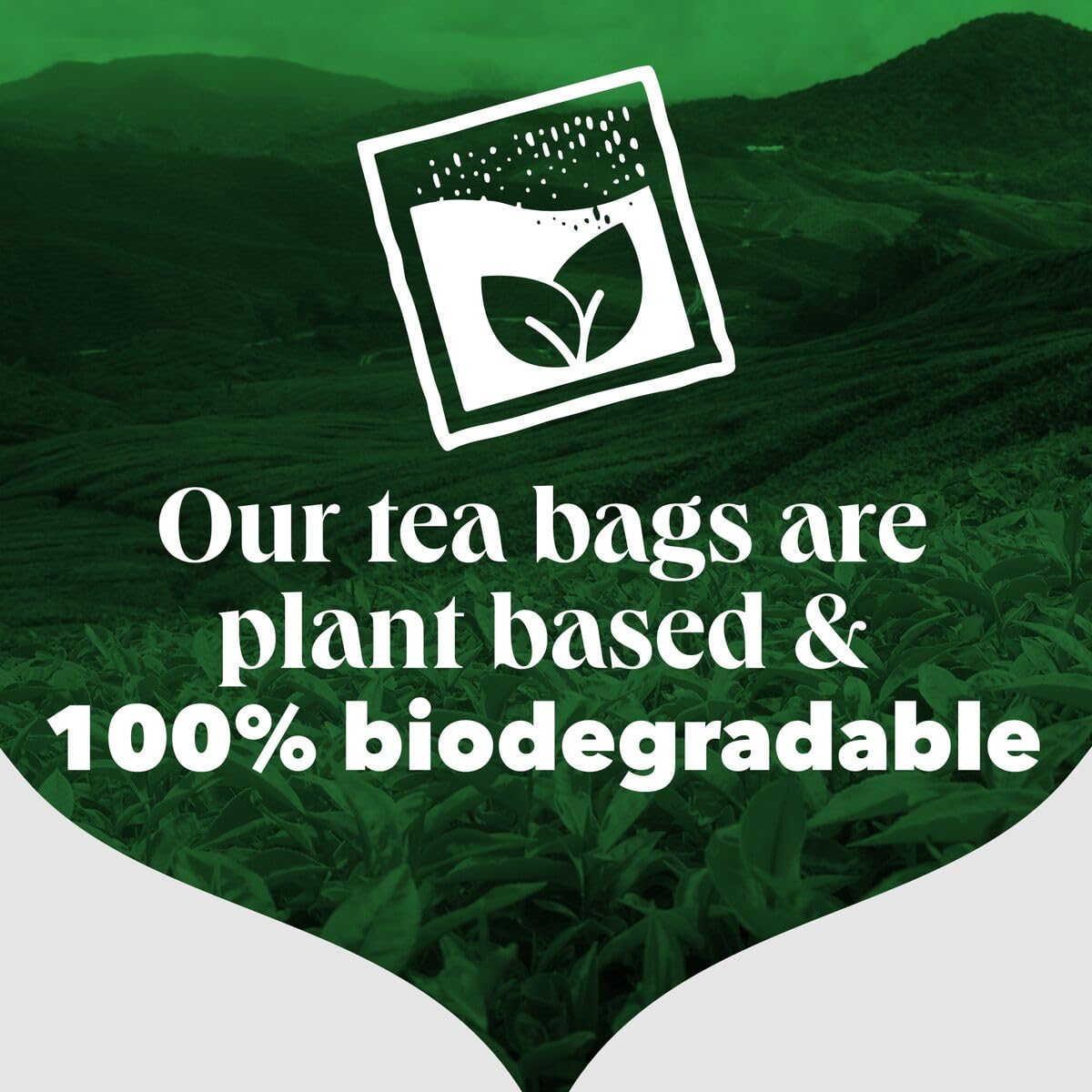 PG Tips enhanced Black Tea Bags Non-Pyramid 40 Count (Pack of 1)