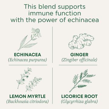 Traditional Medicinals Tea, Organic Lemon Ginger, 96 Tea Bags (6 Pack), Supports Immune Function