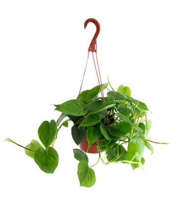 Shop Succulents Philodendron Cordatum Heartleaf Plant, Live Indoor Houseplant, Easy Care Trailing Plant For Home Decor, Office,