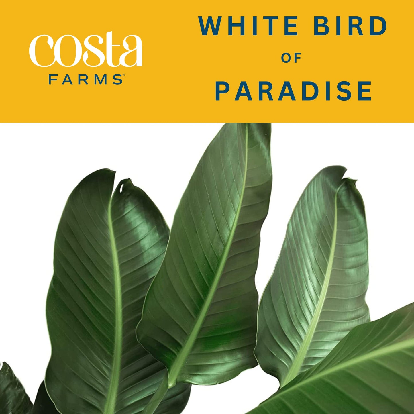 Costa Farms White Bird of Paradise, Strelitzia nicolai, Live Indoor Plant in D  cor Planter Pot, Air-Purifying Tropical Housepla