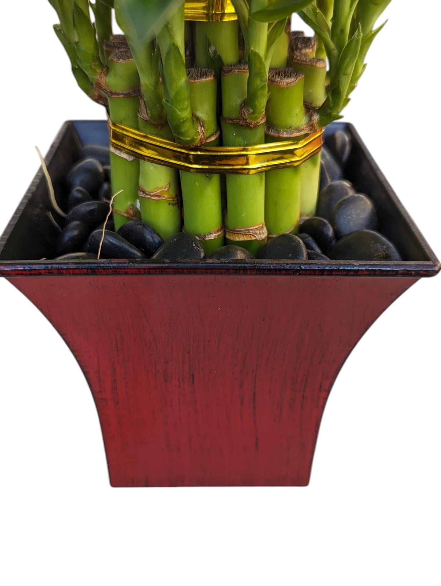 Live Lucky Bamboo Plant In Red Vase, 2 Tiers, 6'' And 4'' Stalks