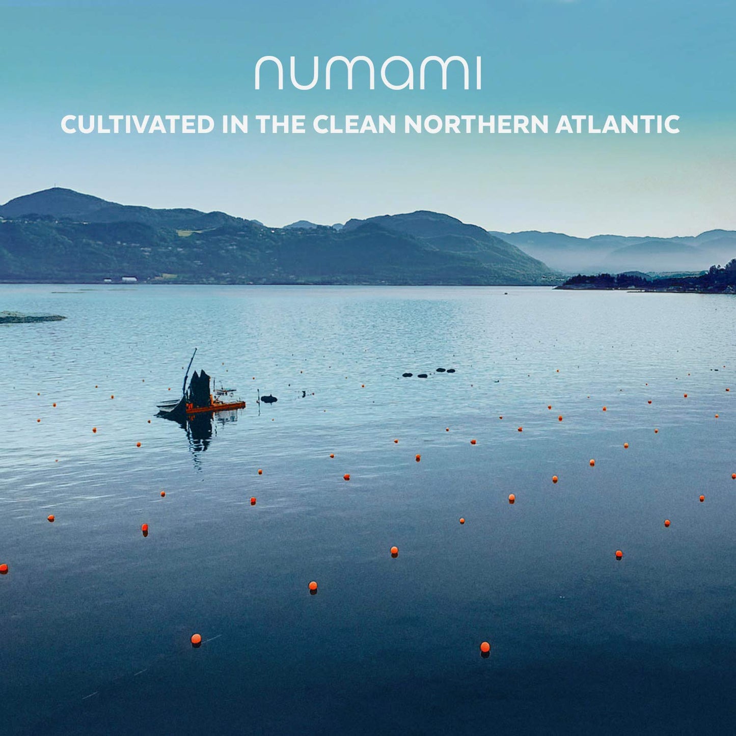 Organic Atlantic Dulse Flakes Young Seaweed Grown In North Atlantic, Vacuum Dried Premium Quality. Soft Texture & Mild Taste. Ad