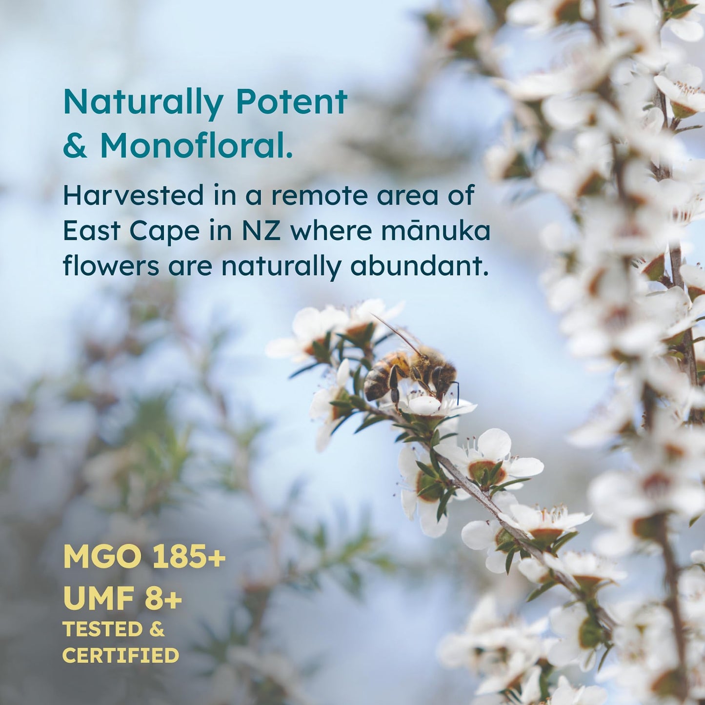 Melora Manuka Honey New Zealand Raw Honey | Pure, Unfiltered, Unpasteurized Honey | Organic Squeeze Bottle | Umf 8+ | Mgo 185+ |