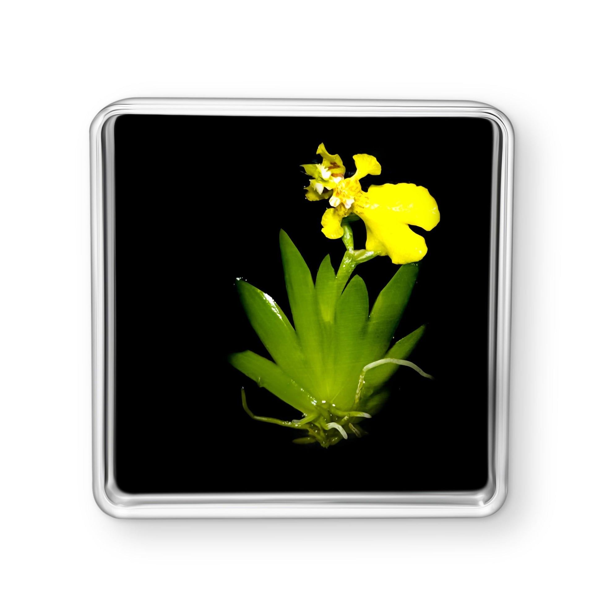 Bloomify Live Dancing Orchid Picture, Maintenance Free Orchid, Psygmorchis Pusilla, Live Green Wall D  cor, Blooming, No Green T