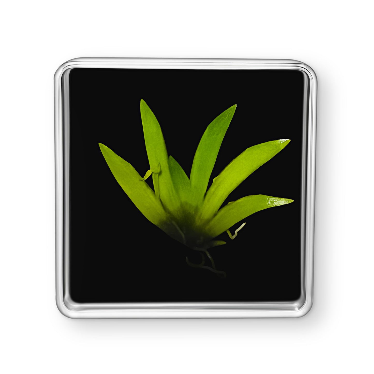 Bloomify Live Dancing Orchid Picture, Maintenance Free Orchid, Psygmorchis Pusilla, Live Green Wall D  cor, Blooming, No Green T