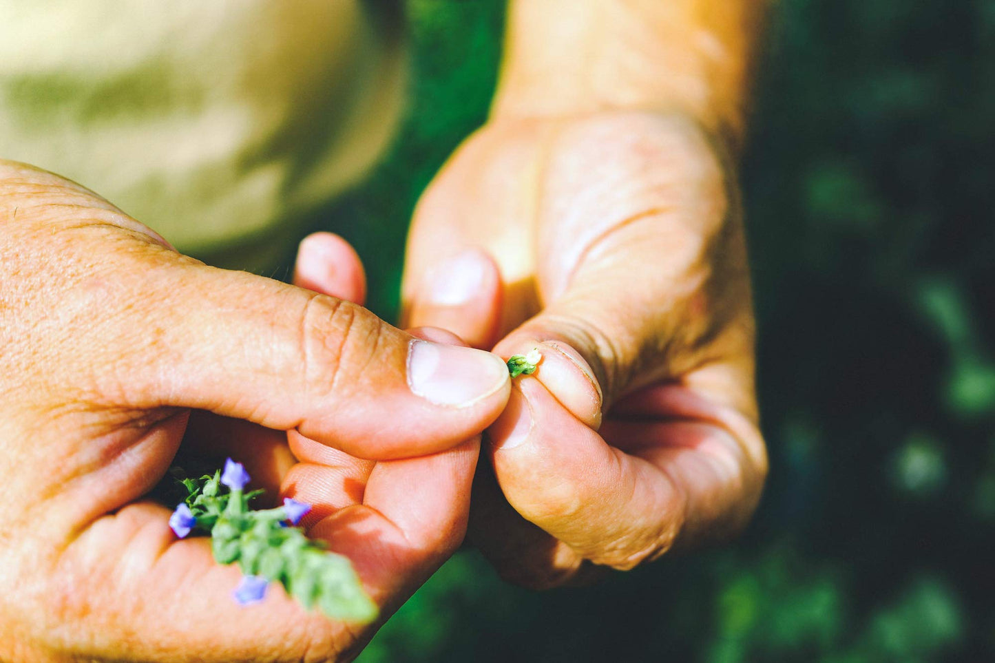 Heartland Chia, Usa Grown Whole Raw Black Chia Seeds, 12 Oz | Sustainable, Non-Gmo, Farm-Direct