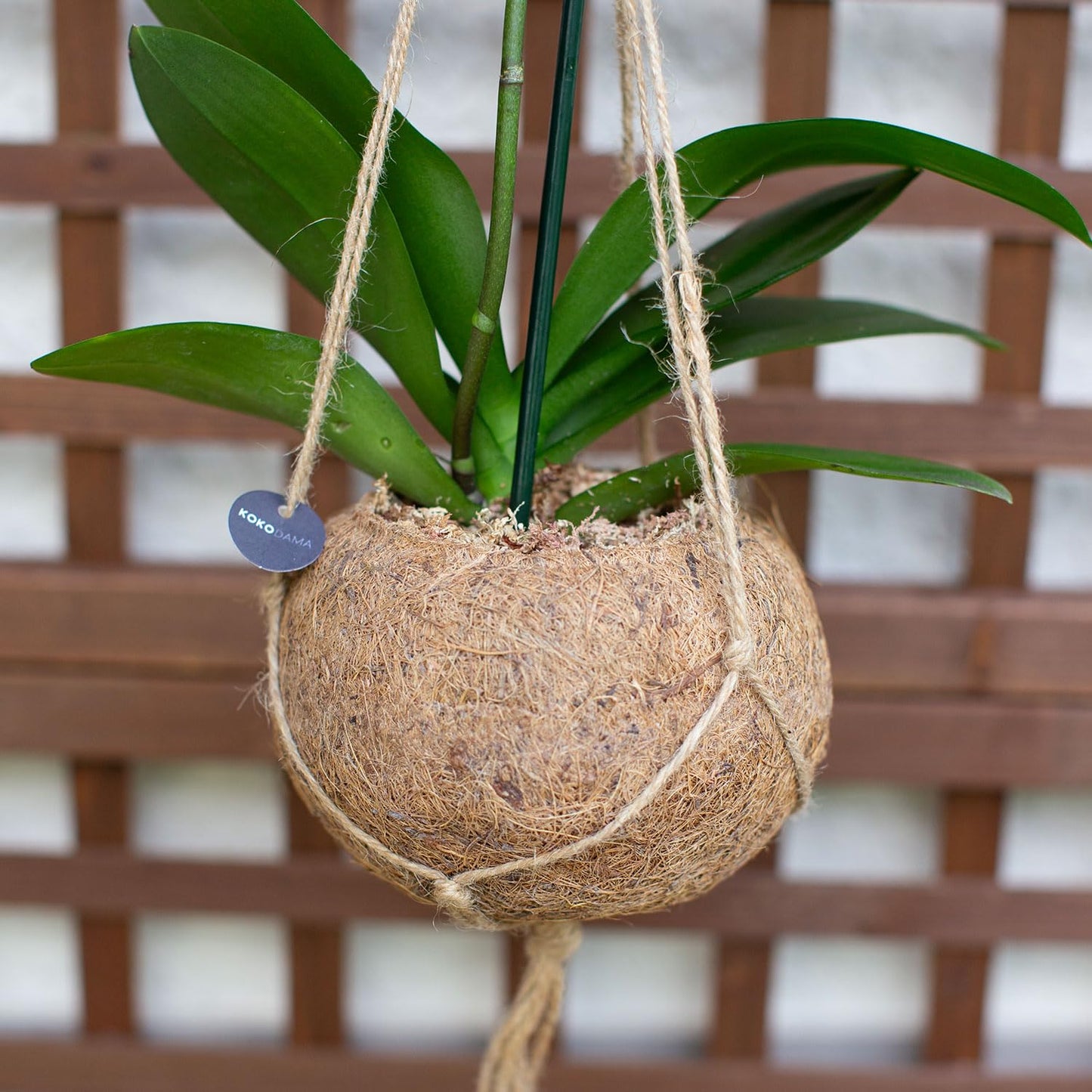 Better-Gro 19.5'' Hanging Kokodama With Phalaenopsis Orchid - Indoor/Outdoor Biodegradable Planter For Home Decor And Gifts, Eco