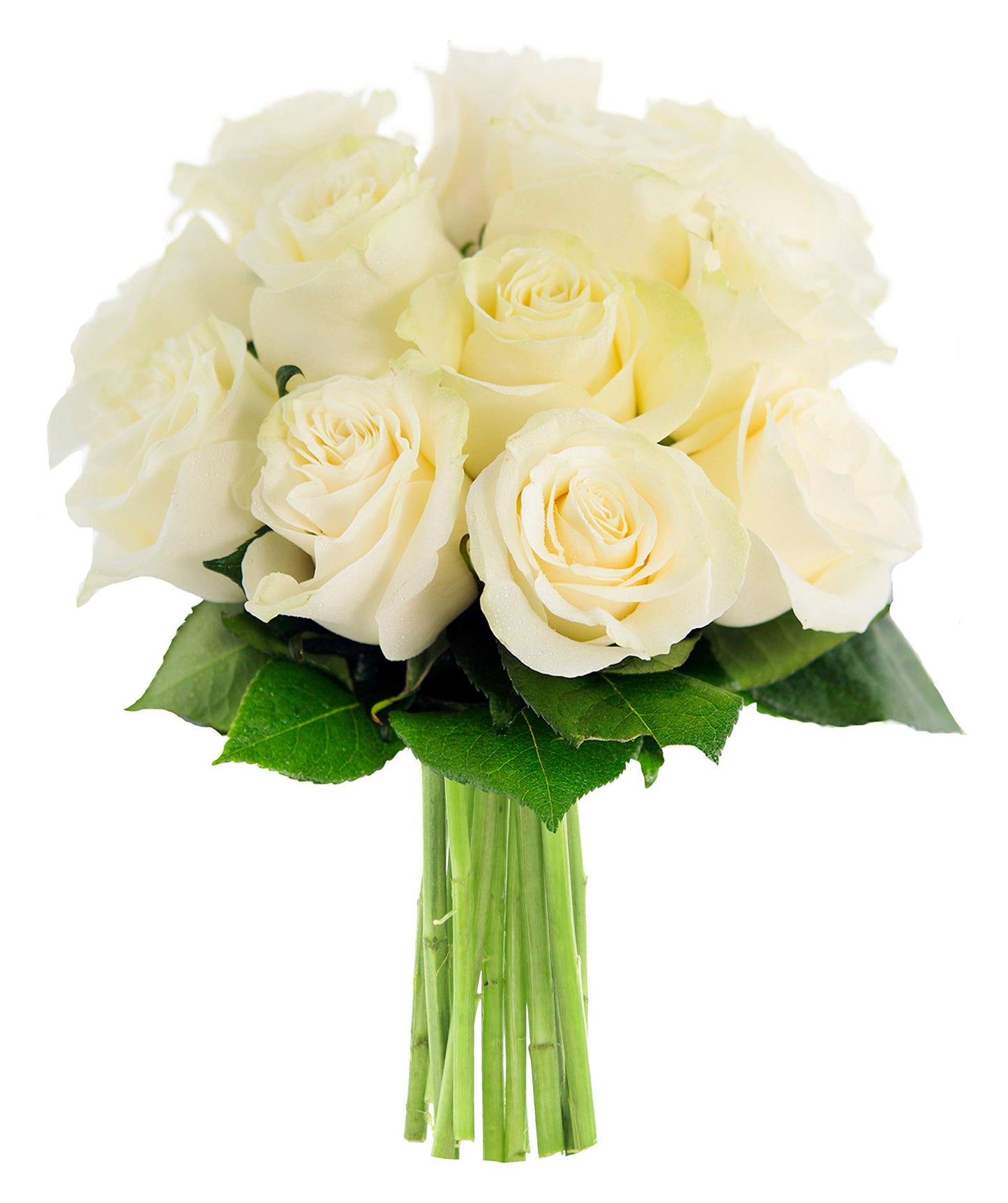 Kabloom Flowers - MotherS Day Collection - Bouquet Of 12 Fresh White Roses Without Vase - Gift For Birthday Anniversary Get Well Thank You Valentine Mothers Day Fresh Flowers