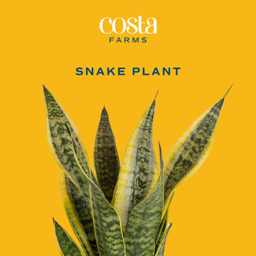 Costa Farms Sansevieria Growers Choice Snake Live Indoor Plant 12-Inches Tall Grower Pot