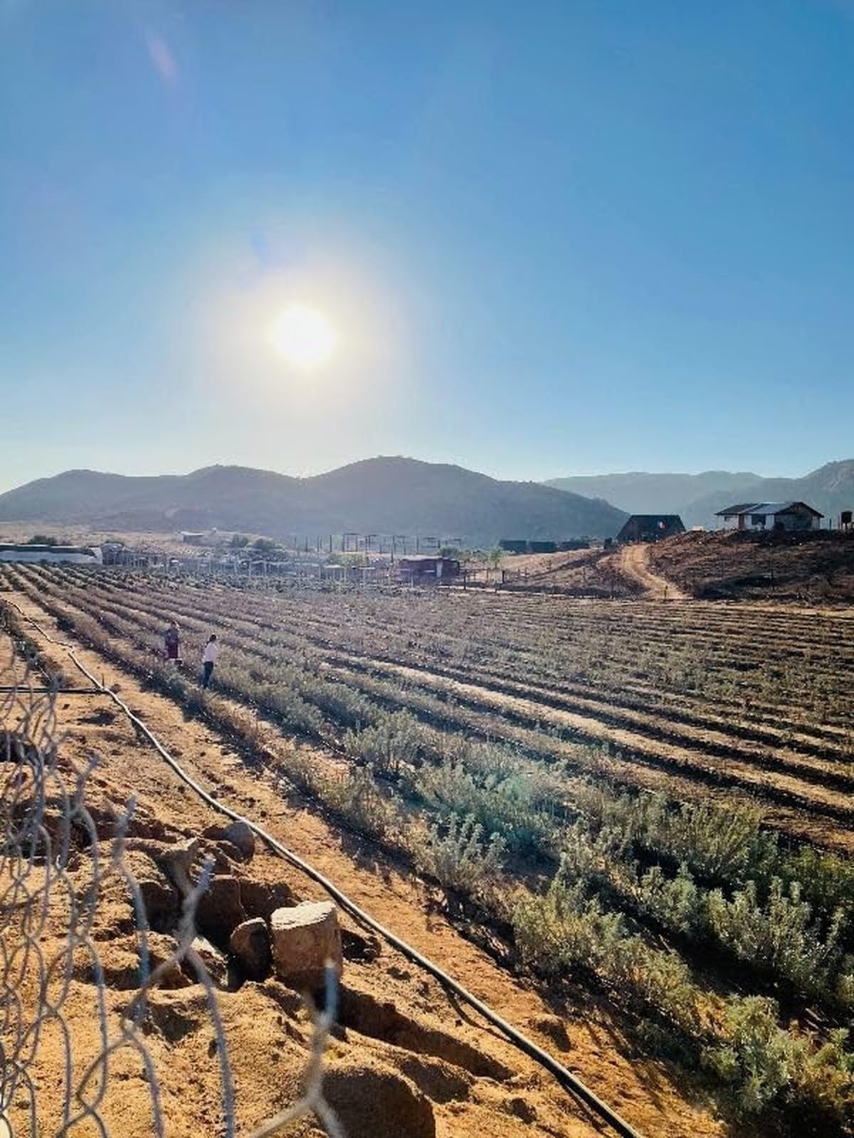 Juniper Ridge | White Sage Loose Leaves | Salvia Apiana Clusters | Dry Burning White Sage | Lb Bag