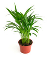 Shop Succulents Areca Palm, Live Indoor Plant, Low Maintenance Tropical Palm, Ideal For Home Decor, Office, And Room Enhancement