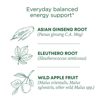 Traditional Medicinals Tea, Organic Stress Ease Focus, with Adaptogens, Everyday Balanced Energy, Ginseng Wild Apple Mint, 96 Te