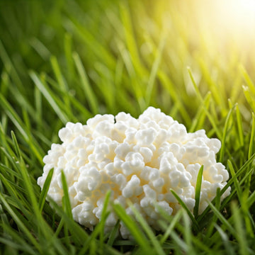 (1 TSP) Live Milk Kefir Grains - Reusable, Non-GMO Probiotic Starter Culture by Spartan Kefir - B lgaros de Leche