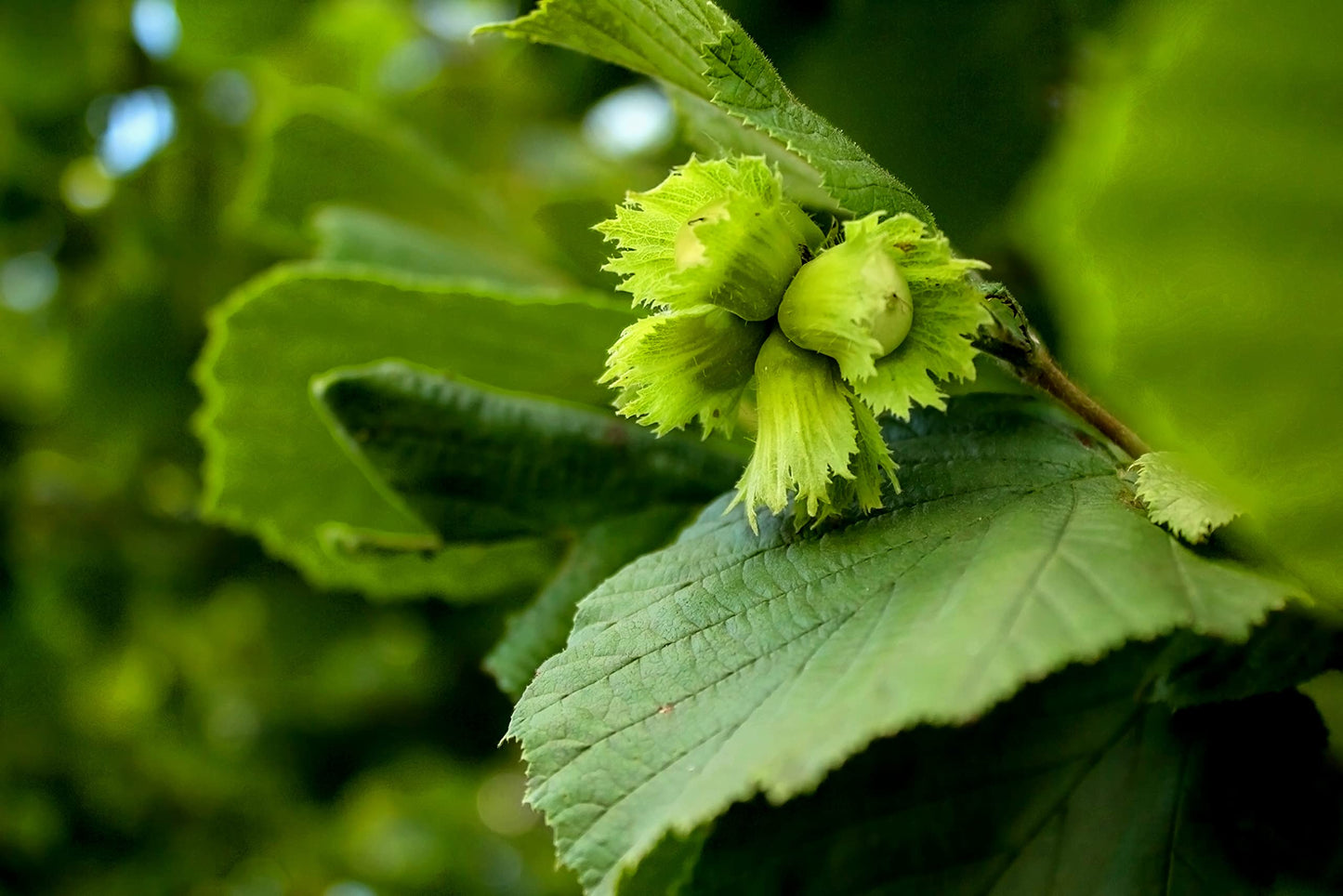2 Lb | Holmquist Hazelnuts Dry Roasted Hazelnuts | Sea Salt | Skins Mostly Removed | Heart Healthy | Non-Gmo, Gluten Free, Koshe