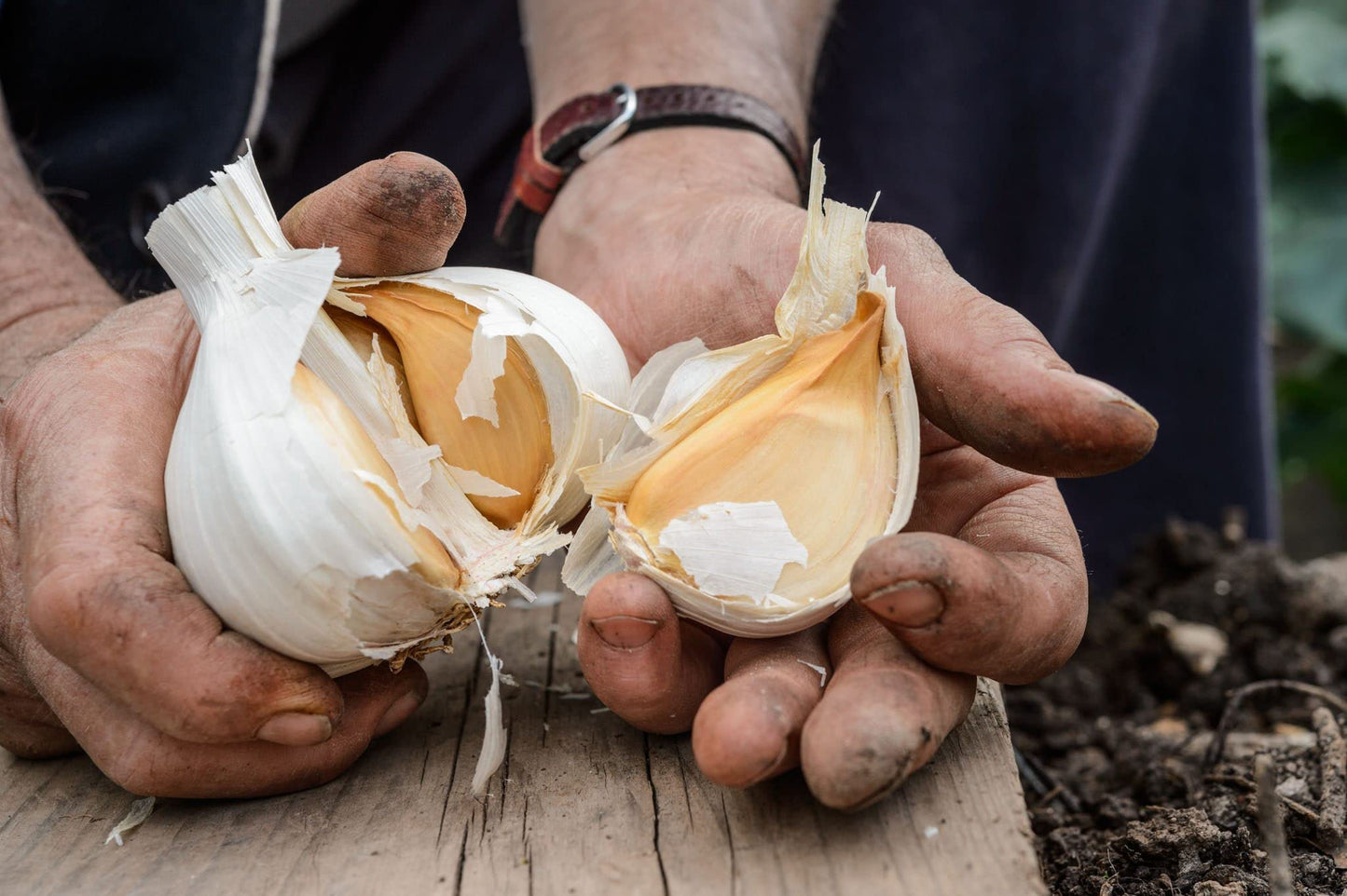 Elephant Garlic. Grown In California. 2 Huge Bulbs. Delicious Milder, Mellower Flavor. Great For Cooking, Eating And Planting. G