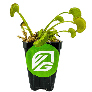 Dente Venus Fly Trap Live Plant - Dionaea Muscipula 'Dente' By Wellspring Gardens - Carnivorous Plant - Fly Trap Plant - Unique