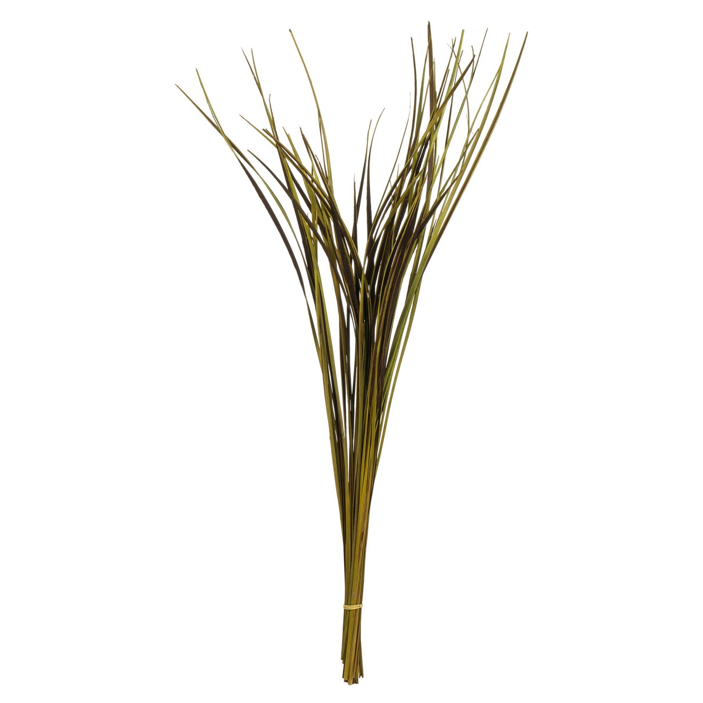 Vickerman 28 Basil Splinter Grass, 11 oz Bundle, Dried