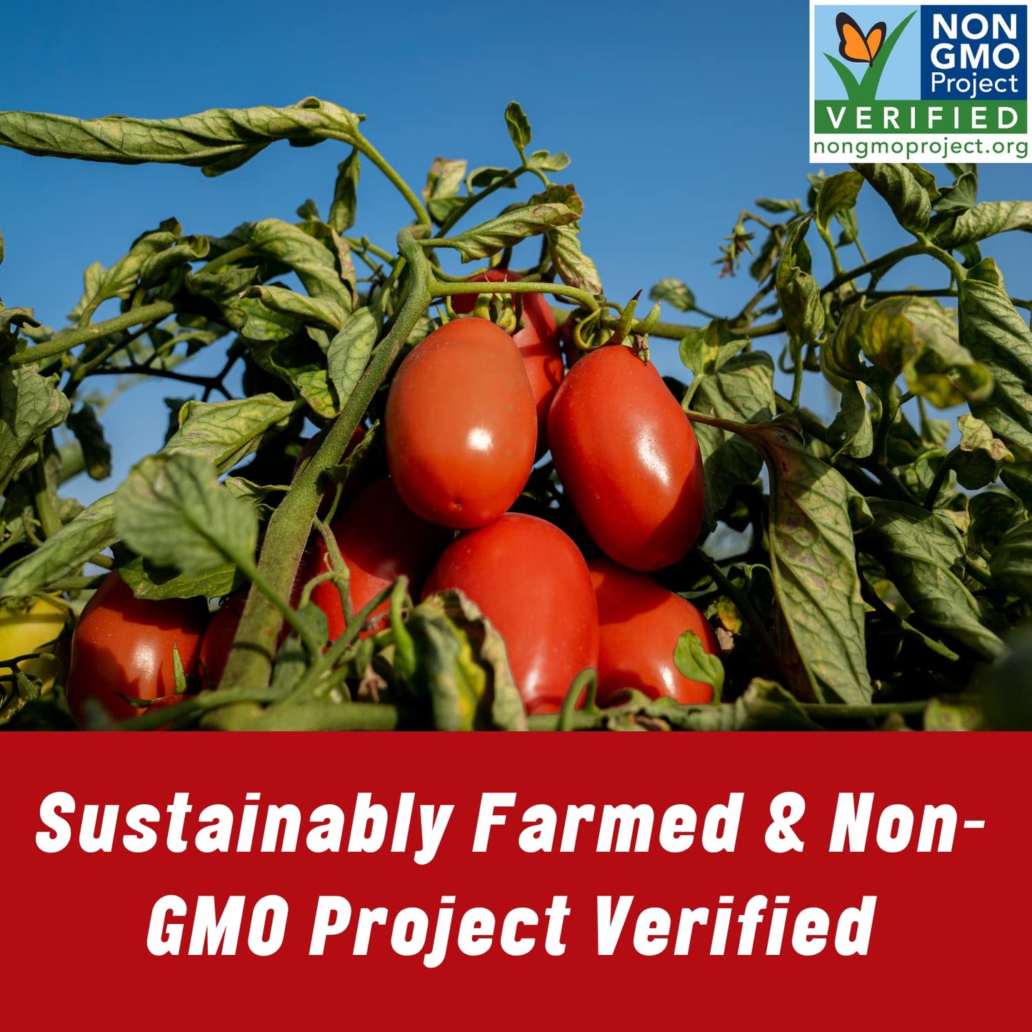 Mutti Whole Peeled Tomatoes (Pelati), 28 oz. | 6 Pack | Italys #1 Brand of Tomatoes | Fresh Taste for Cooking | Canned Tomatoes