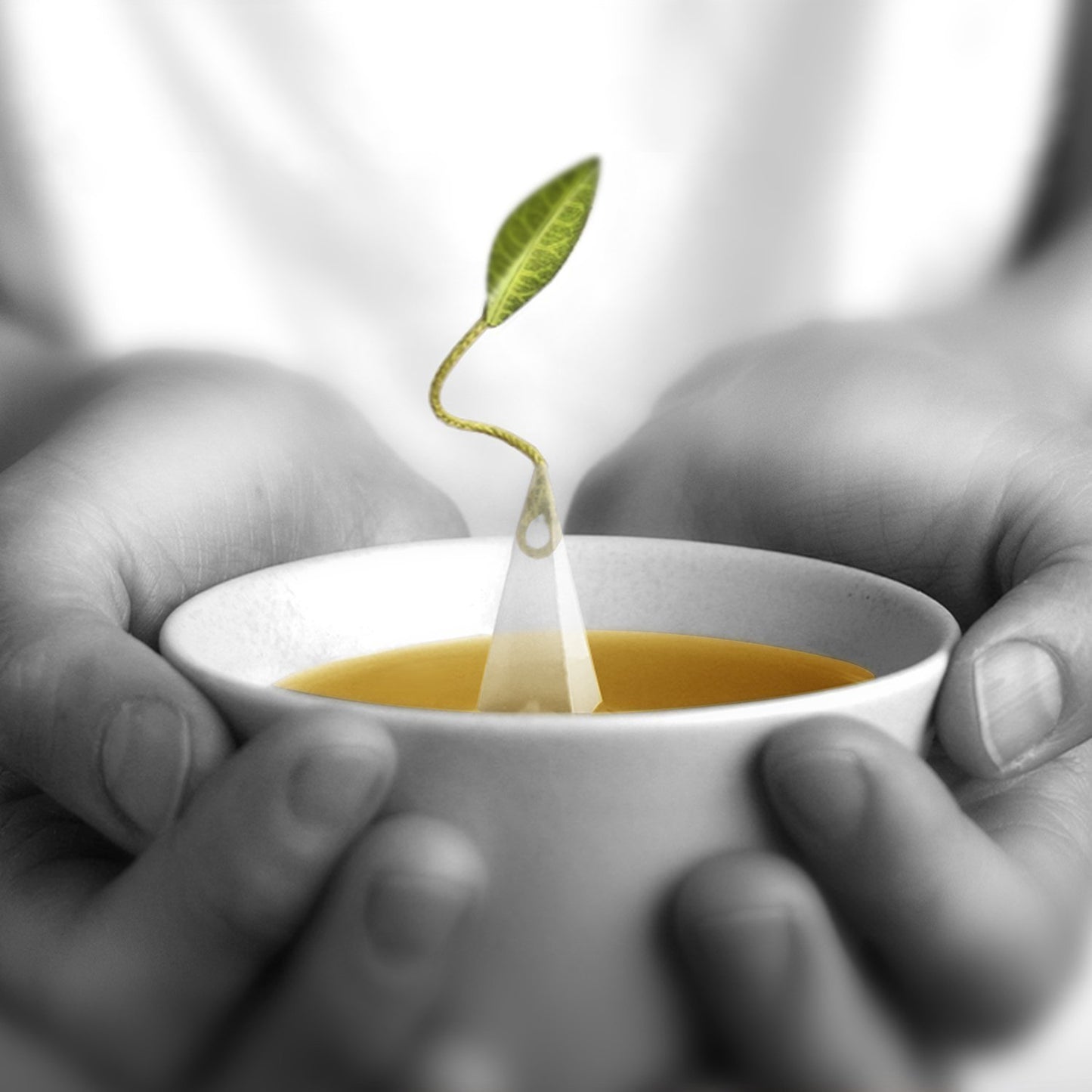 Tea Forte Green Tea Assortment, Petite Presentation Box Tea Sampler Gift Set With 10 Handcrafted Pyramid Tea Infusers