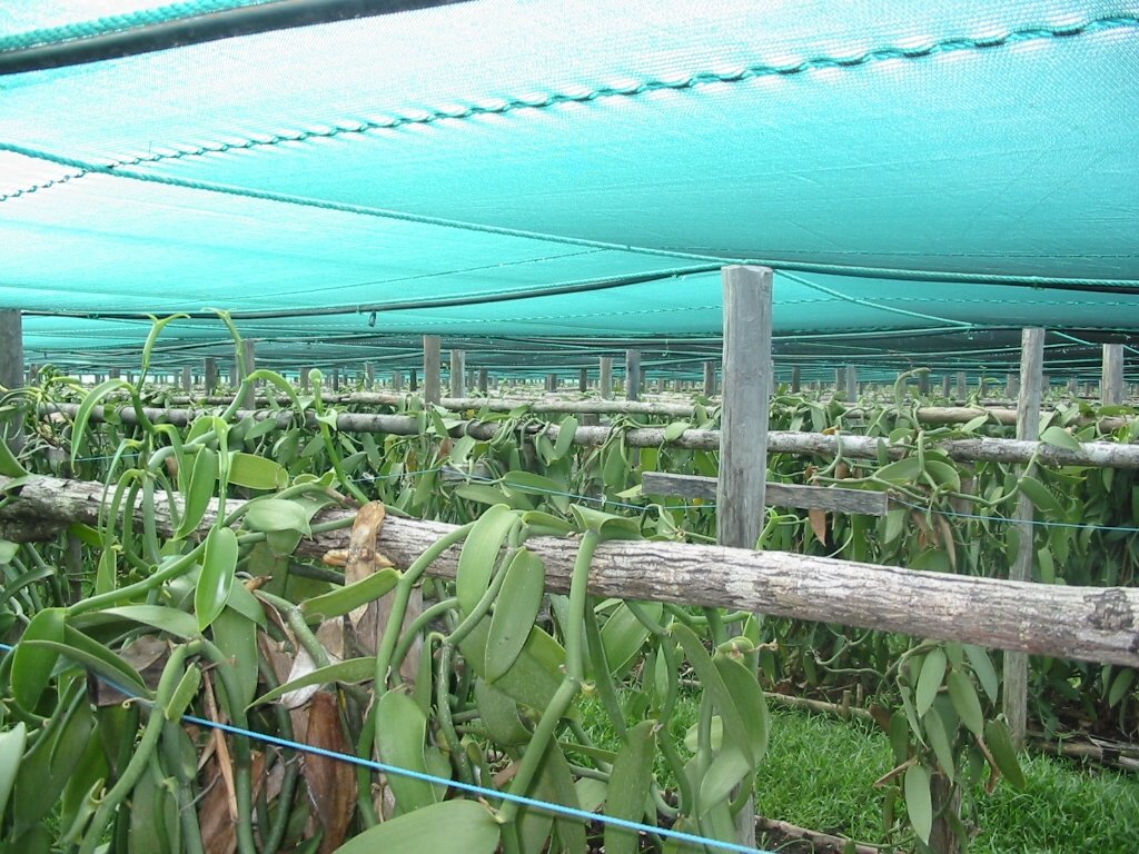 Vanilla Products USA Madagascar spirit-inspired flavor Planifolia Grade B Vanilla Beans - 25 Count Pack