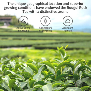 Yuexi Rougui Cinnamon Oolong Tea Loose Leaf Rock Tea Rock Oolong Tea Da Hong Pao Tea Dahongpao Wuyi Oolong Tea Chinese Tea