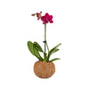 Better-Gro 19.5'' Hanging Kokodama with Phalaenopsis Orchid - Indoor/Outdoor Biodegradable Planter for Home Decor and Gifts, Eco