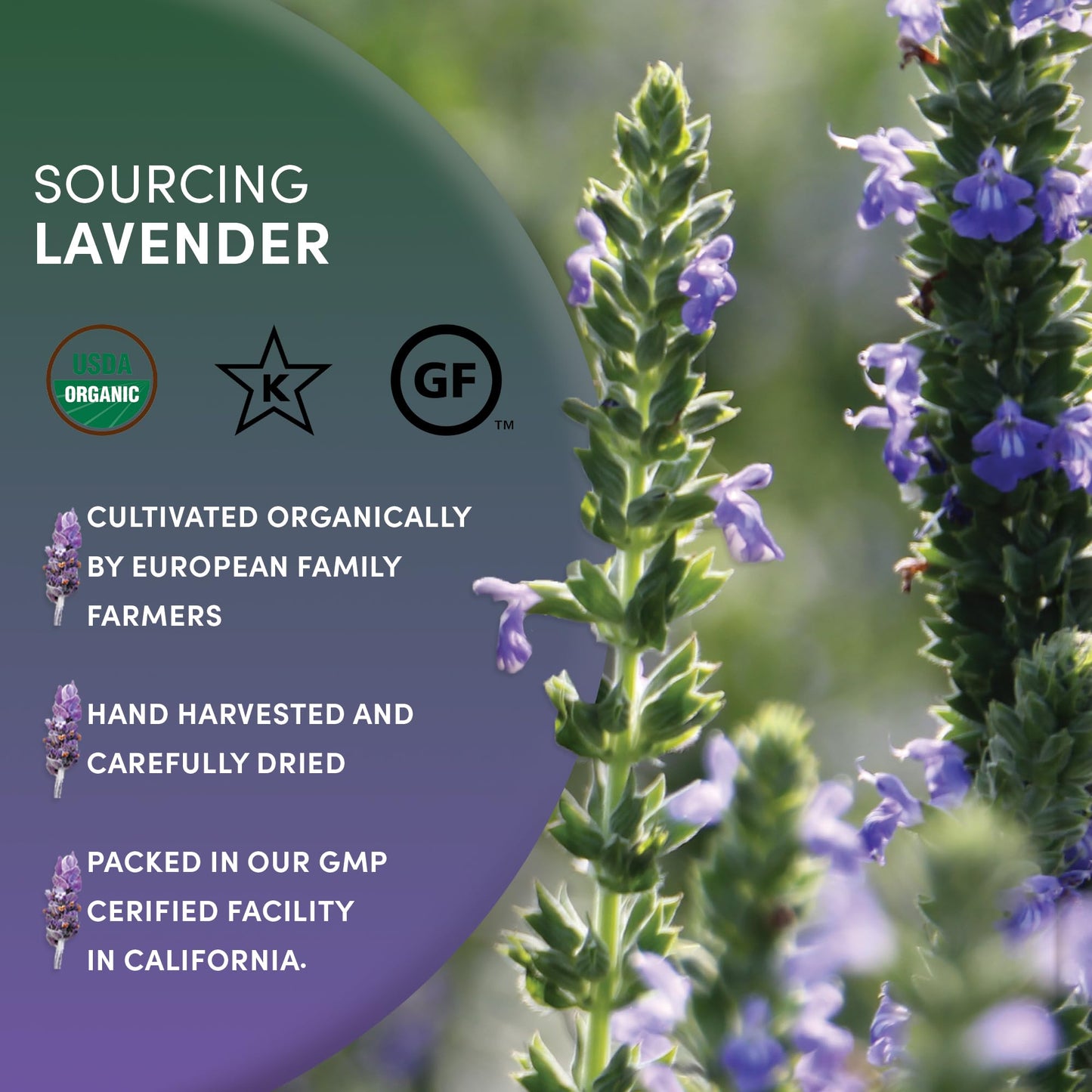 Worldwide Botanicals Organic Lavender Flowers, 4 Ounces, Pure European Lavender Buds, Perfect For Aromatherapy, Sachets, Wedding