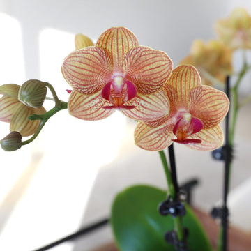 Green Circle Growers Salmon Orchid in 3 White Pot, Live Indoor Plants, House Plant