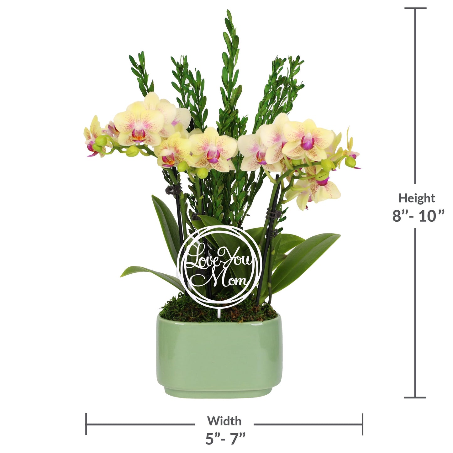 Green Circle Growers 4 Yellow Orchid Duo in Sage Green Pot with Love You Mom and Preserved Green, Live Indoor Plants, House Plan