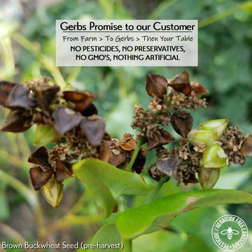 GERBS Buckwheat Groats, Premium Grade, Gluten-Free, 2 lbs, Non-GMO, Allergy-Friendly