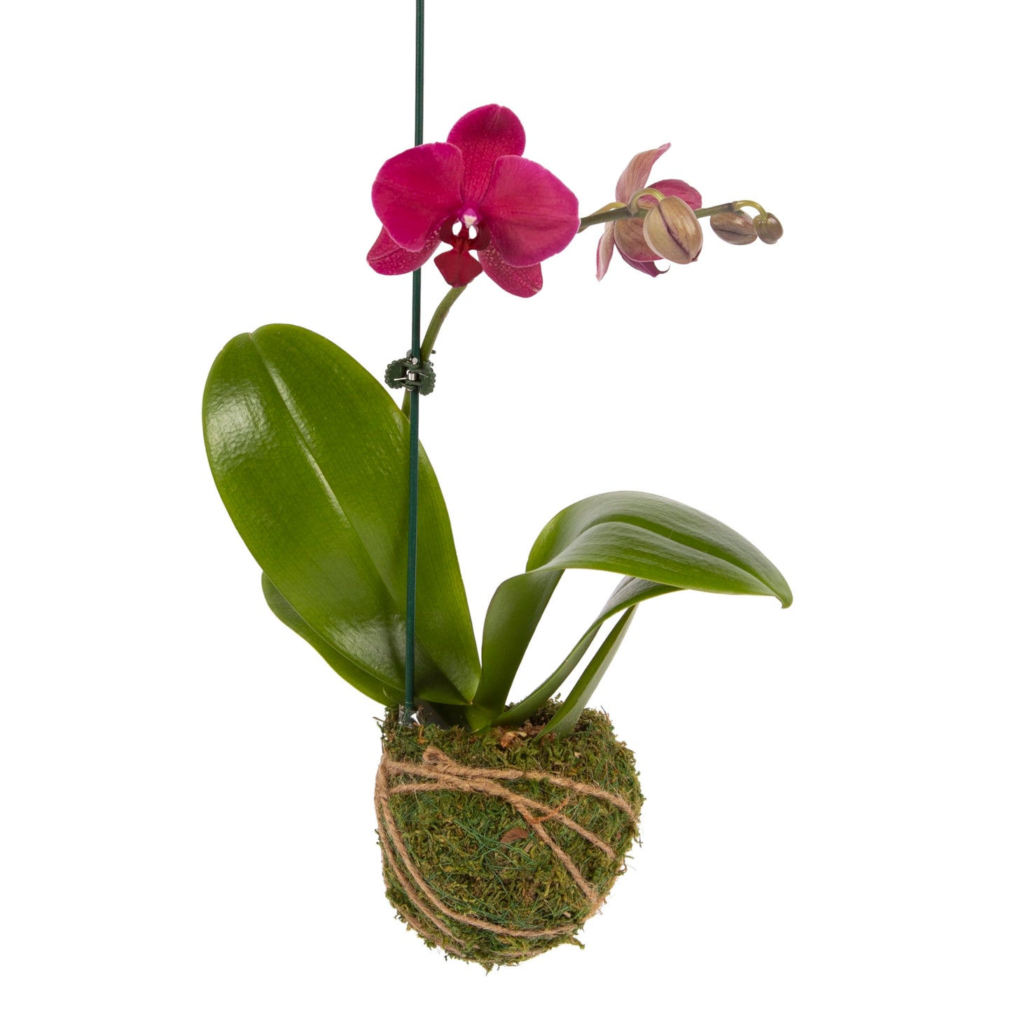 Better-Gro 19    Hanging Kokedama with Phalaenopsis Orchid - Indoor/Outdoor Planter- Pink
