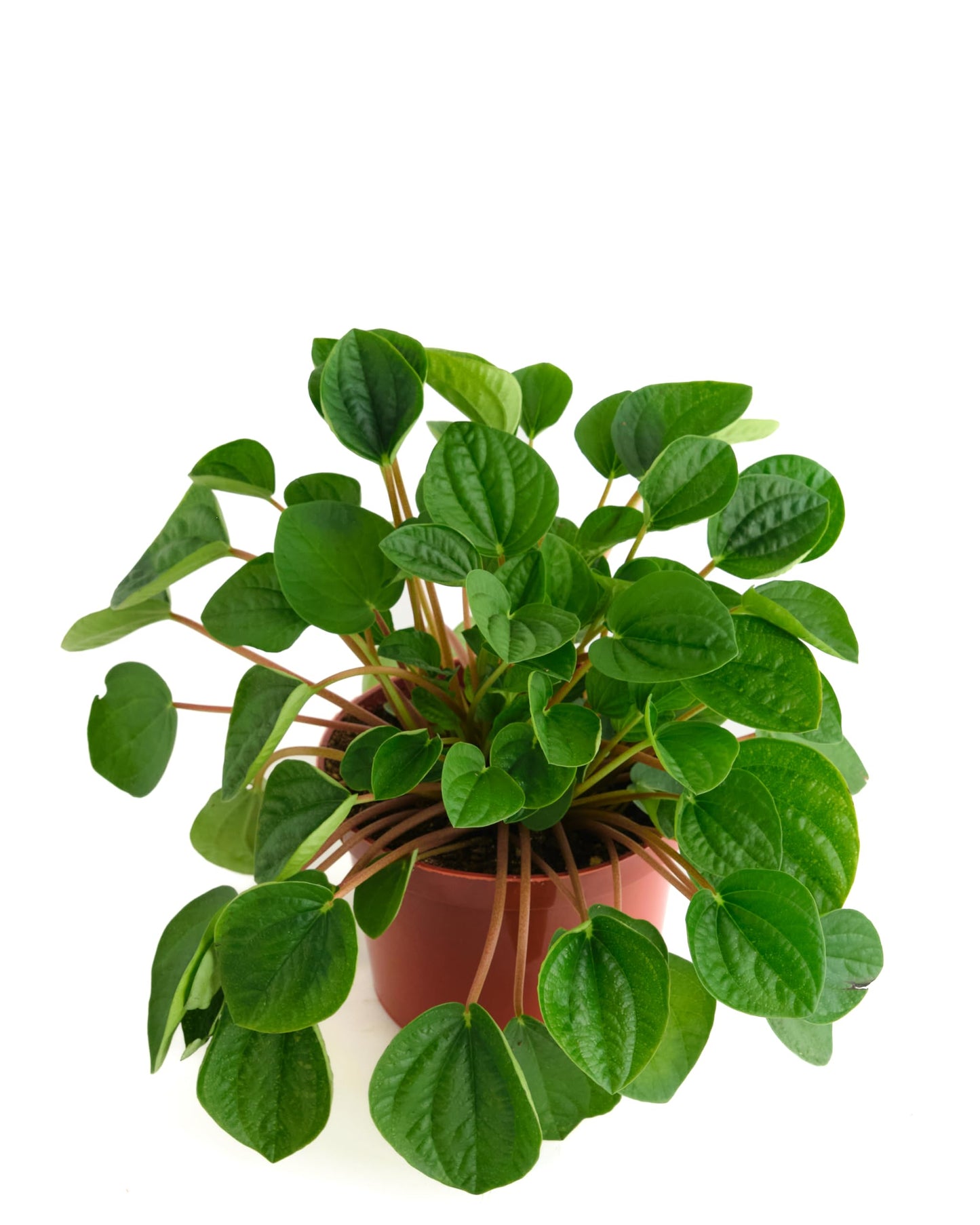 Shop Succulents Peperomia Rana Verde Indoor Plant, Low Maintenance, 6 Inch Pot, Vibrant Green Leaves