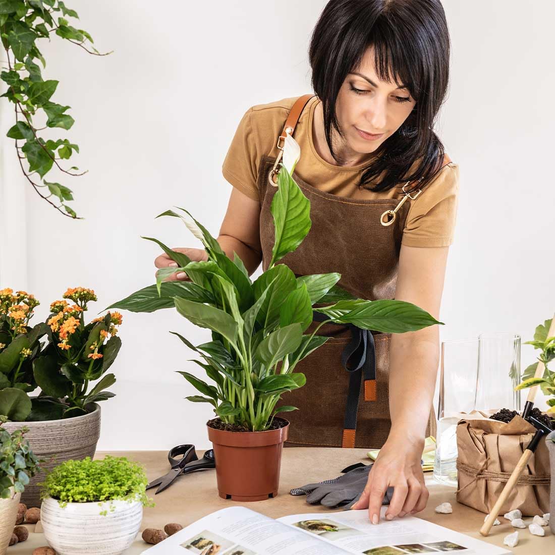 American Plant Exchange Peace Lily, Live Spathiphyllum Plant, Indoor Flowering Houseplant, 4-Inch Pot, Deco Cover, Easy Care, Lo