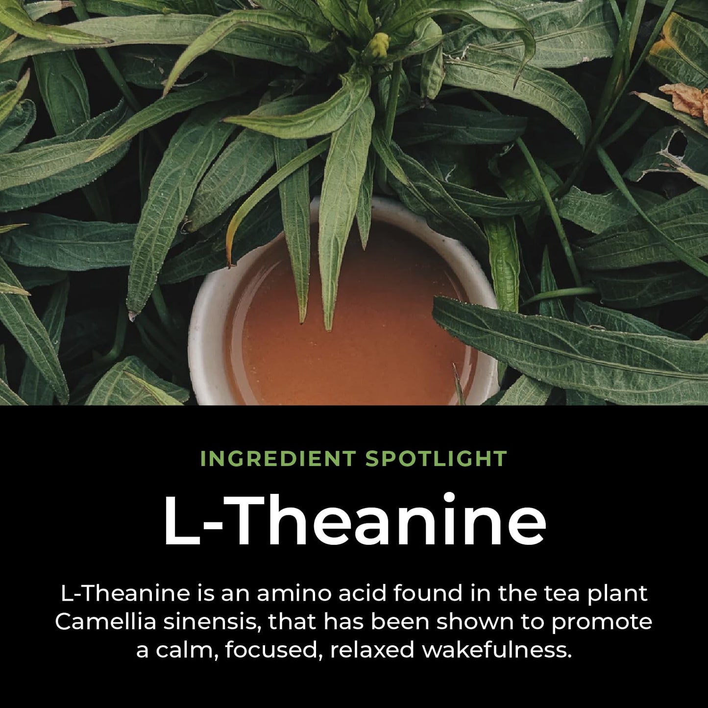 CogniTea Productive Energy Tea - 100mg L-Theanine, 90mg Caffeine, Organic Guayusa & Yerba Mate, Assam Black Tea