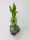 Elephant Round Vase with 10 stalks 6'' Lucky Bamboo