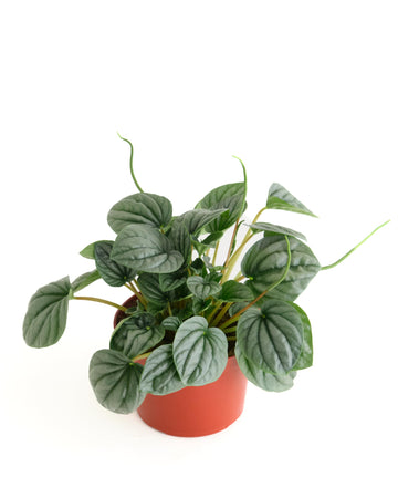 Shop Succulents Peperomia Frost, Live Indoor Plant, Low Maintenance Compact Houseplant With Striking Silver-Gray Leaves, Ideal F
